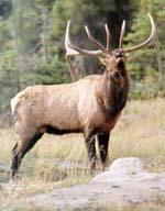 Yukon elk hunting