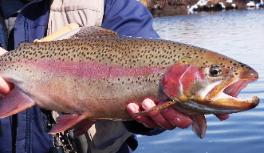 Colorado rainbow trout fishing