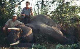 African Elephant Hunting